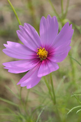 Obraz premium Cosmos flower 