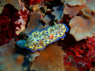 True sea slug, Island Bali
