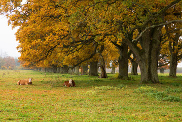 Country landscape with cows in autumn