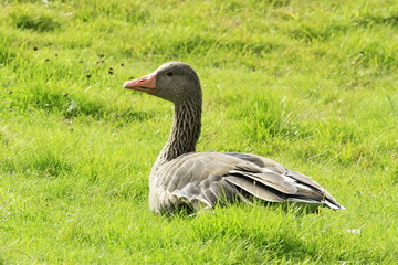 Greylag goose on meadow
