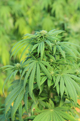 marijuana plant