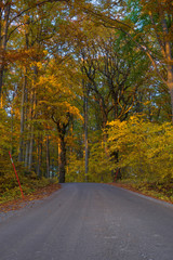 Obraz premium Country road surrounded by beech wood in autumn