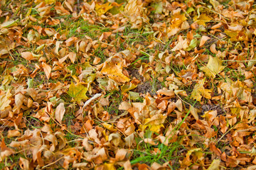 Yellow autumn leaves in fall park.