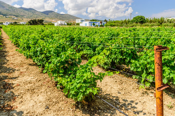 Fototapeta na wymiar Grape field on the Greek island of Paros, Cyclades, Greece.