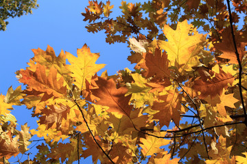autumn leaves and blue sky