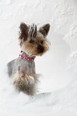 small yorkie in the winter window