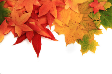 autumn leaves background