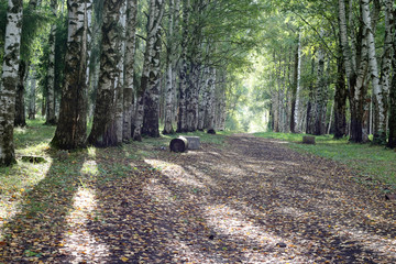 Park walkway