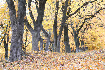 Fototapeta premium Park walkway