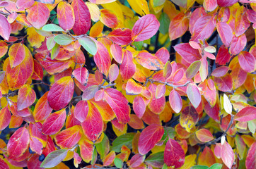 Background of vivid red leaves of autumn bush close-up