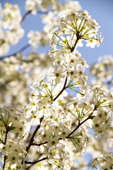 Blossoms - 94554505