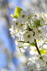Blossoms - 94554516