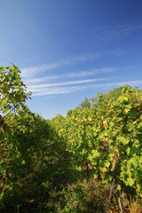 Vineyard