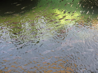 Fish movement. School of fish moving in green and brown water