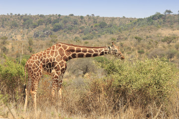 Reticulated Giraffe