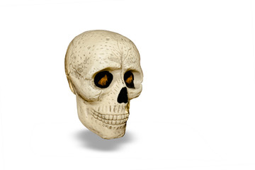 skull isolated on white background