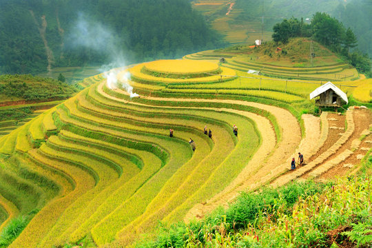 Rice fields on terraced of Mu Cang Chai, YenBai, Vietnam. Rice fields prepare the harvest at Northwest Vietnam.Vietnam landscapes.