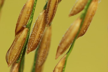 Rice seeds close up