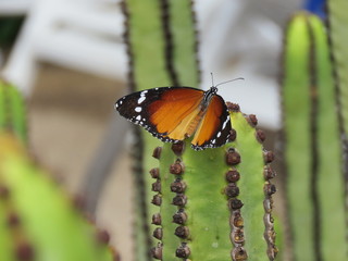 Plain  Tiger Butterfly ( African Monarch)
Taken in Lanzarote