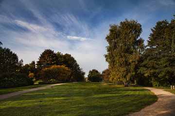 Fototapeta na wymiar Maple trees with yellow leaves in autumn nature