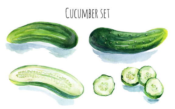 Watercolor cucumber