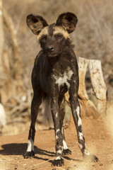 African Wild Dog (Painted Wolf)