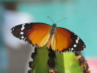 Plain  Tiger Butterfly ( African Monarch)
Taken in Lanzarote