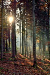 Obraz premium Sonnenstrahlen im Herbstwald