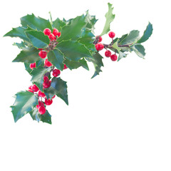 Holly branch boder
