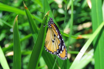Plain  Tiger Butterfly ( African Monarch)
Taken in Lanzarote