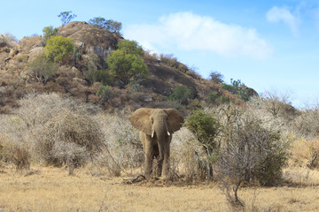 Fototapeta na wymiar Herd African Elephant drinking at river