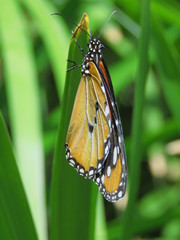 Plain  Tiger Butterfly ( African Monarch)
Taken in Lanzarote