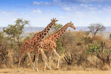 Naklejka premium Reticulated Giraffe