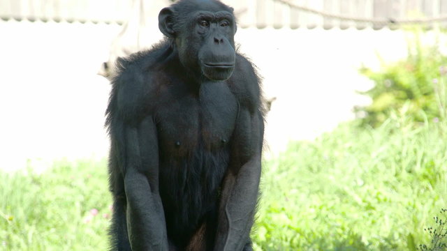A small gorilla ape standing on the grass field. The gorilla is one of the species of apes and monkeys