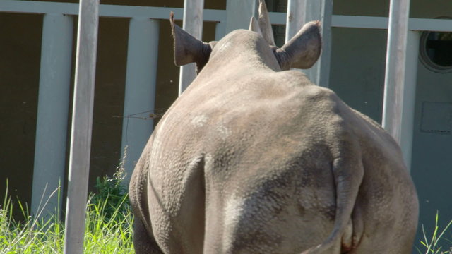 An eating brown rhinoceros is walking on the grass. The big animal is munching his food inside the fence