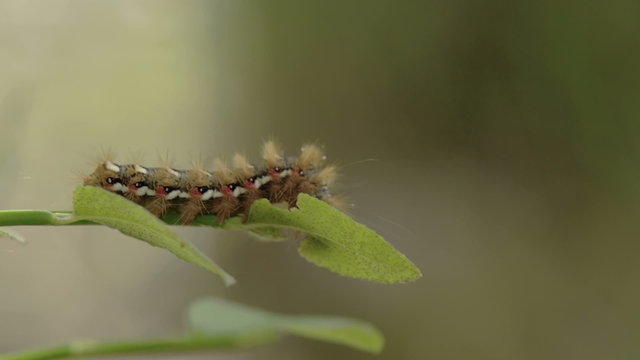 The caterpillar or moth on the edge of the leaf. The moth will turn in to butterfly soon
