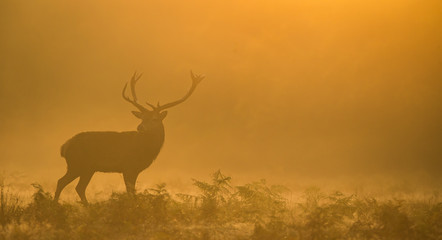 The silhouette of a large red deer stag walking in the morning mist one autumn day