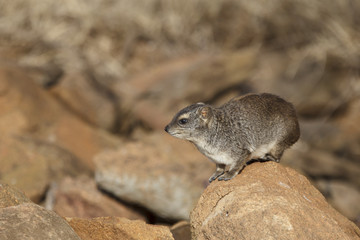 Rock Hyrax
