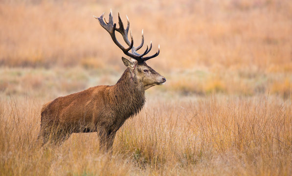 red deer stag standing in the long autumn coloured grass