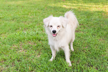 Cute  maltese dog standing in grass