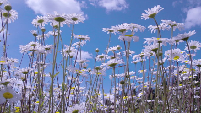 White tall daises on the field waving on the breeze of the wind