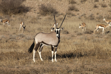 Gemsbok, Oryx gazela, Gemsbok National Park, South Africa