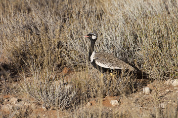 Black korhaan, Eupodotis afraoides,Gemsbok National Park, South Africa