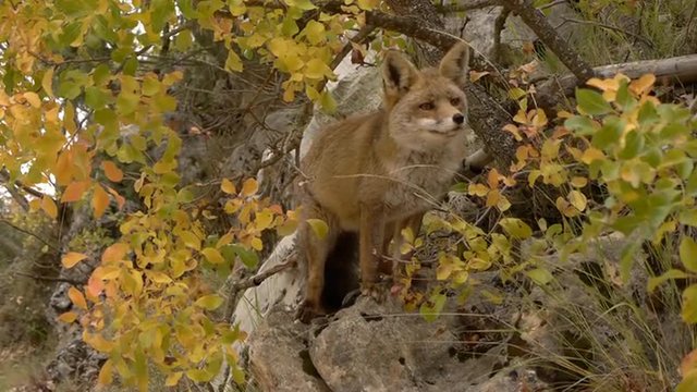 red fox among the branches of the tree with yellow leaves in autumn,  