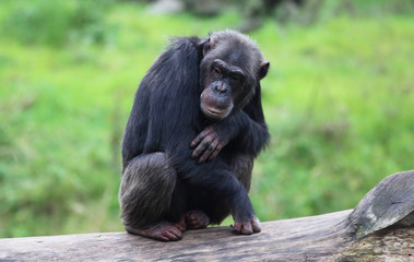 einsamer Schimpanse