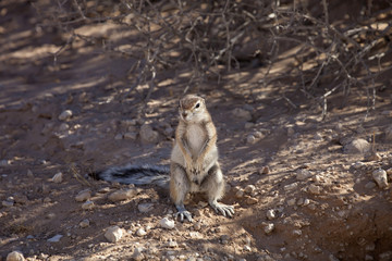 South African ground, Xerus inauris, squirrel,Gemsbok National Park, South Africa