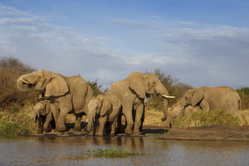 Obraz premium Herd African Elephant drinking at river