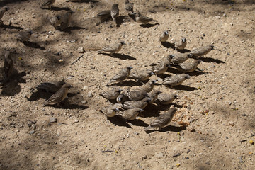 Sociable Weaver, Philetairus Socius,,Gemsbok National Park, South Africa