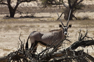 Gemsbok, Oryx gazela, Gemsbok National Park, South Africa