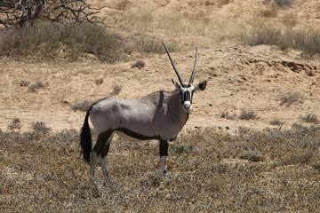Gemsbok, Oryx gazela, Gemsbok National Park, South Africa